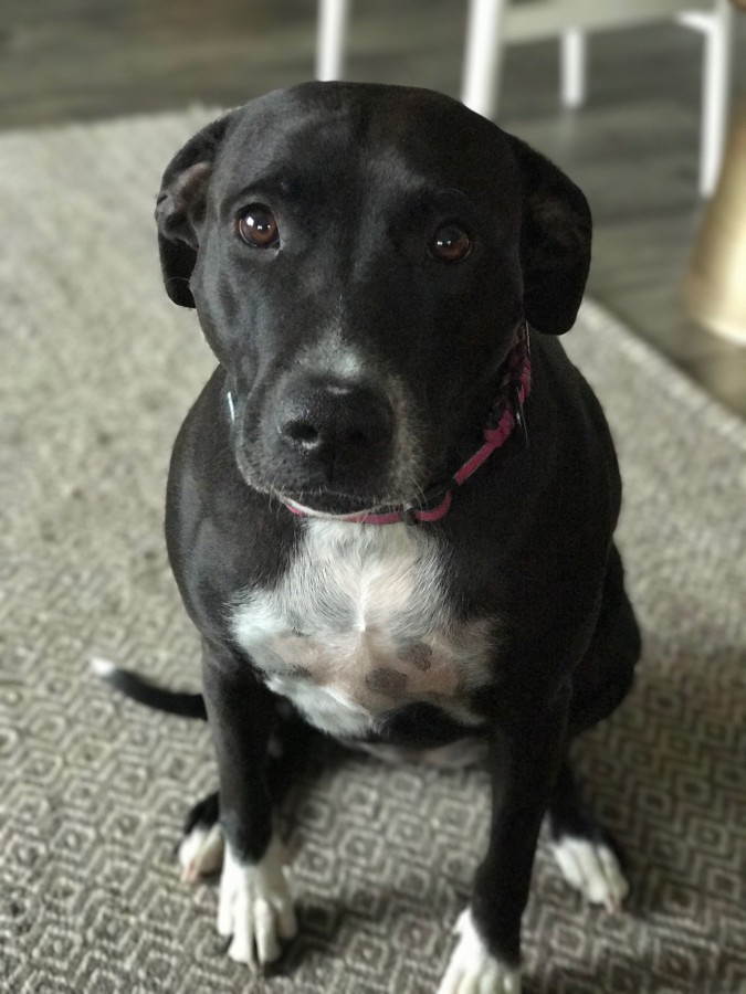 Ruffwear Sun Shower Dog Rain Jacket