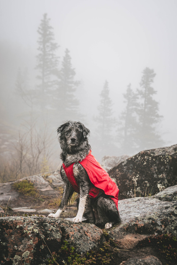 Ruffwear Sun Shower Dog Rain Jacket