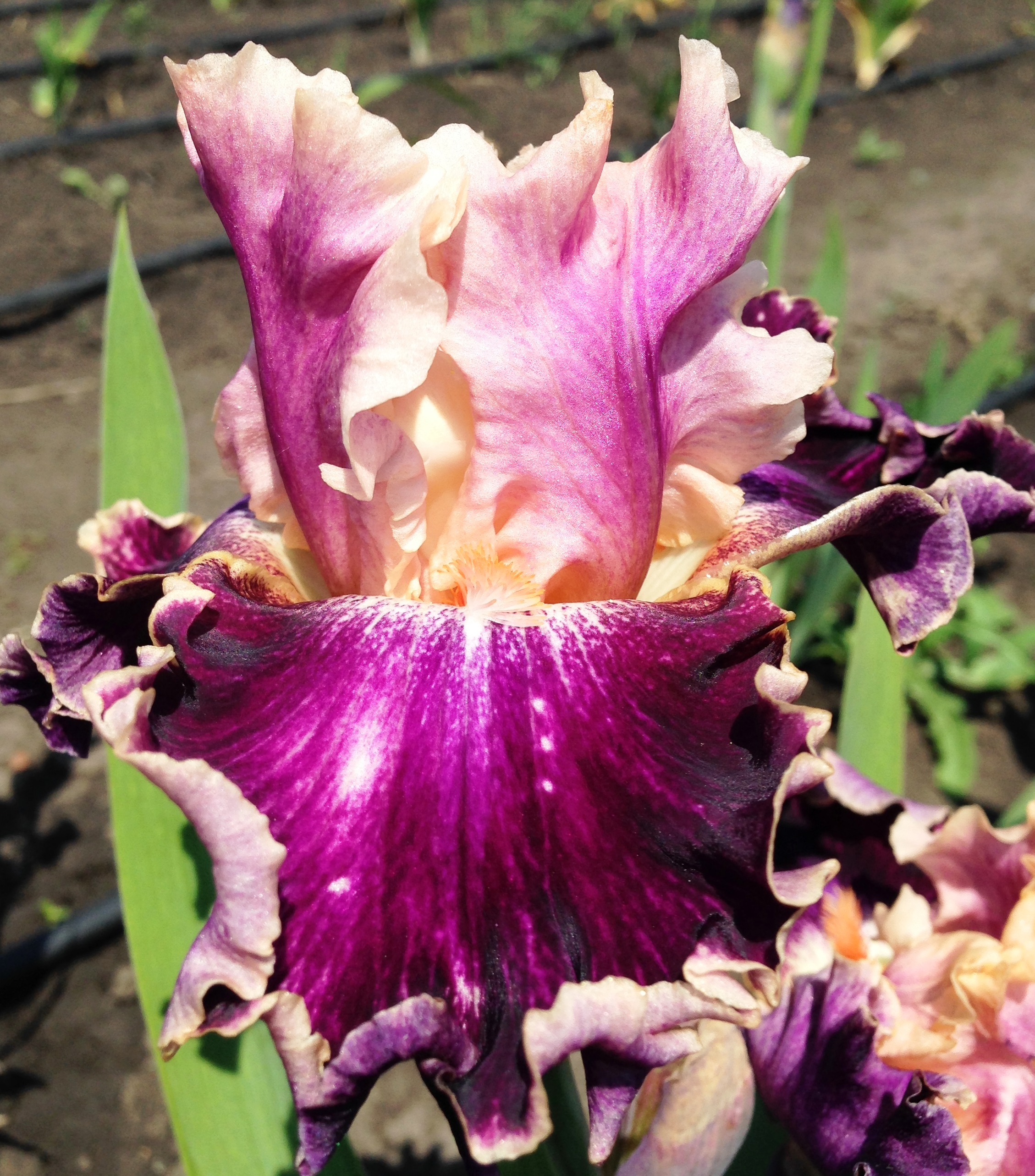 Montmartre Irises garden