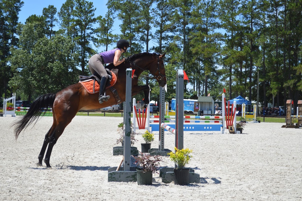 Subpage Template Irish Equine Imports