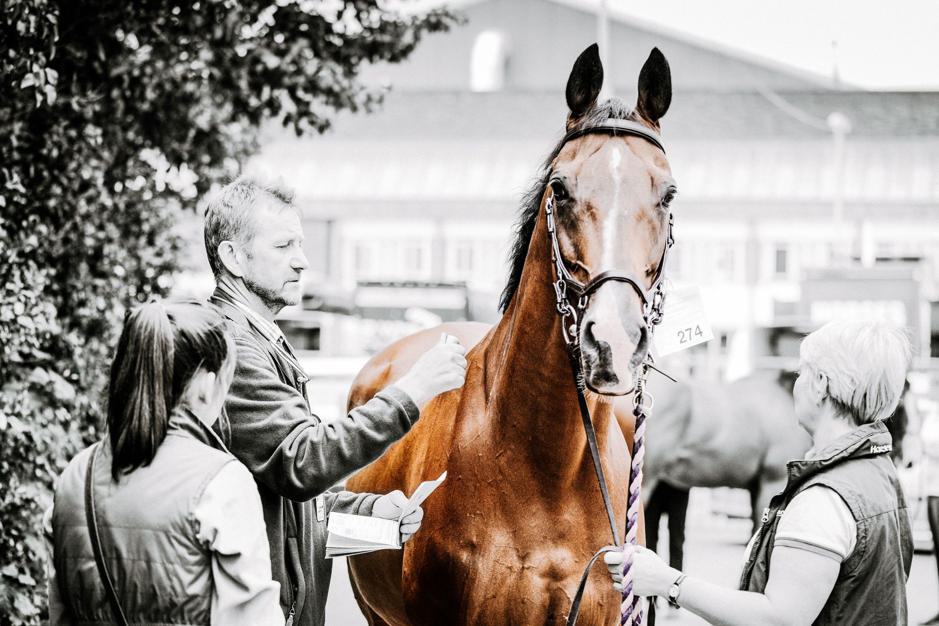 Irish Equine Veterinary Association Supporting the professional