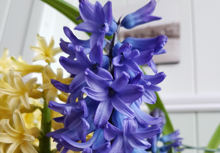 Bulbs Irish Fuchsia Nursery