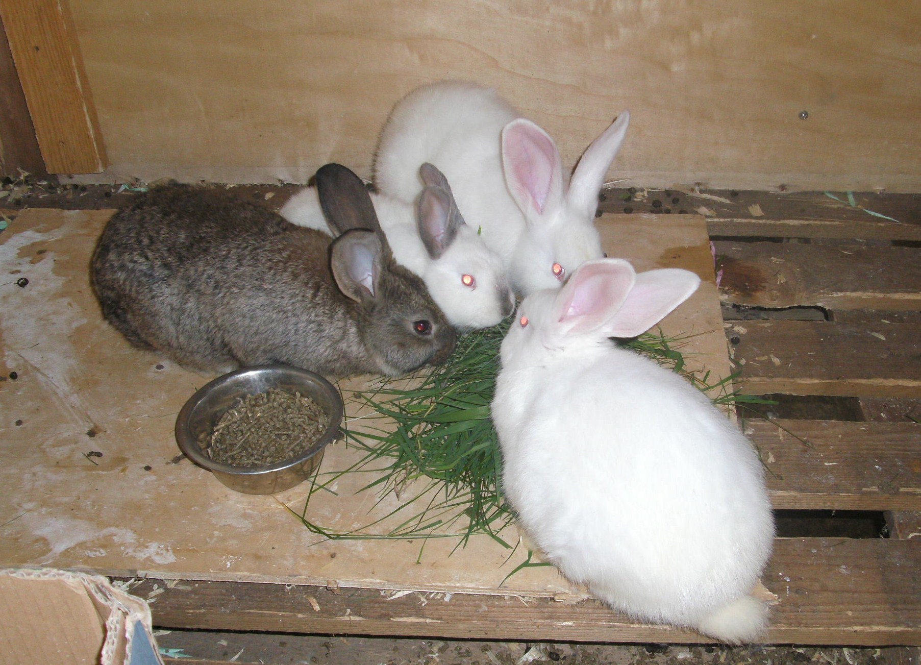 New Zealand and California White Rabbits