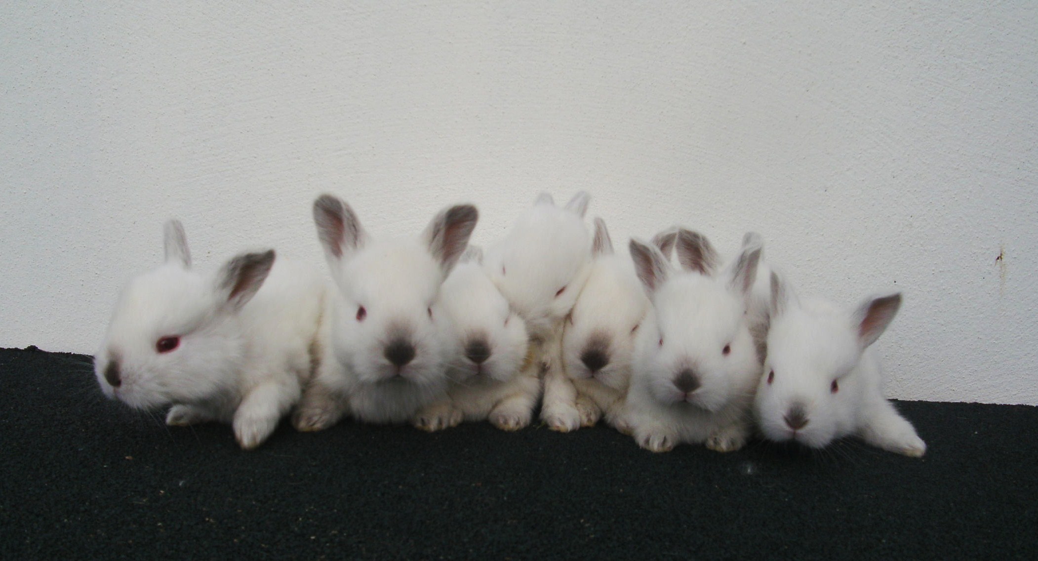 New Zealand and California White Rabbits