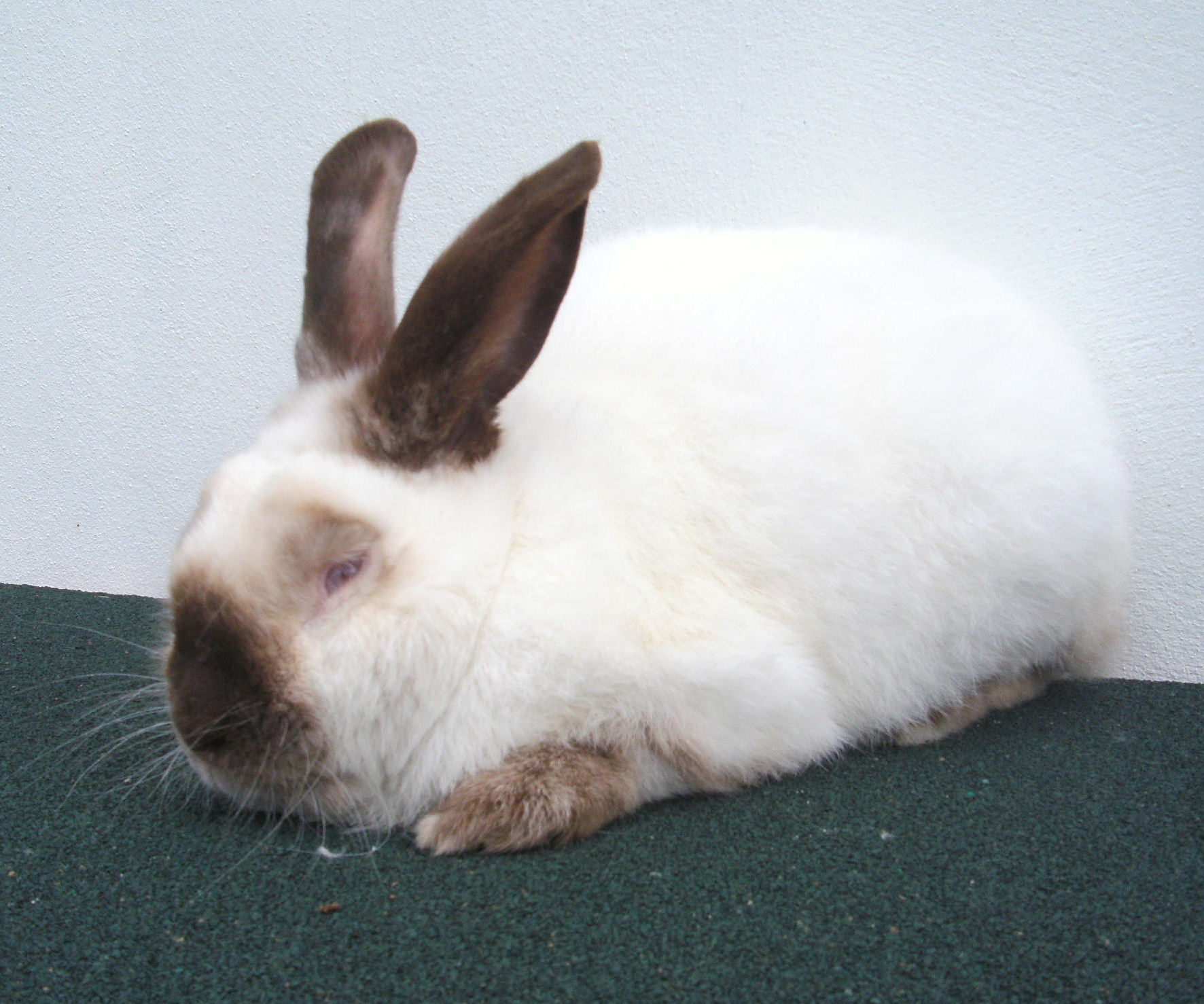 New Zealand and California White Rabbits