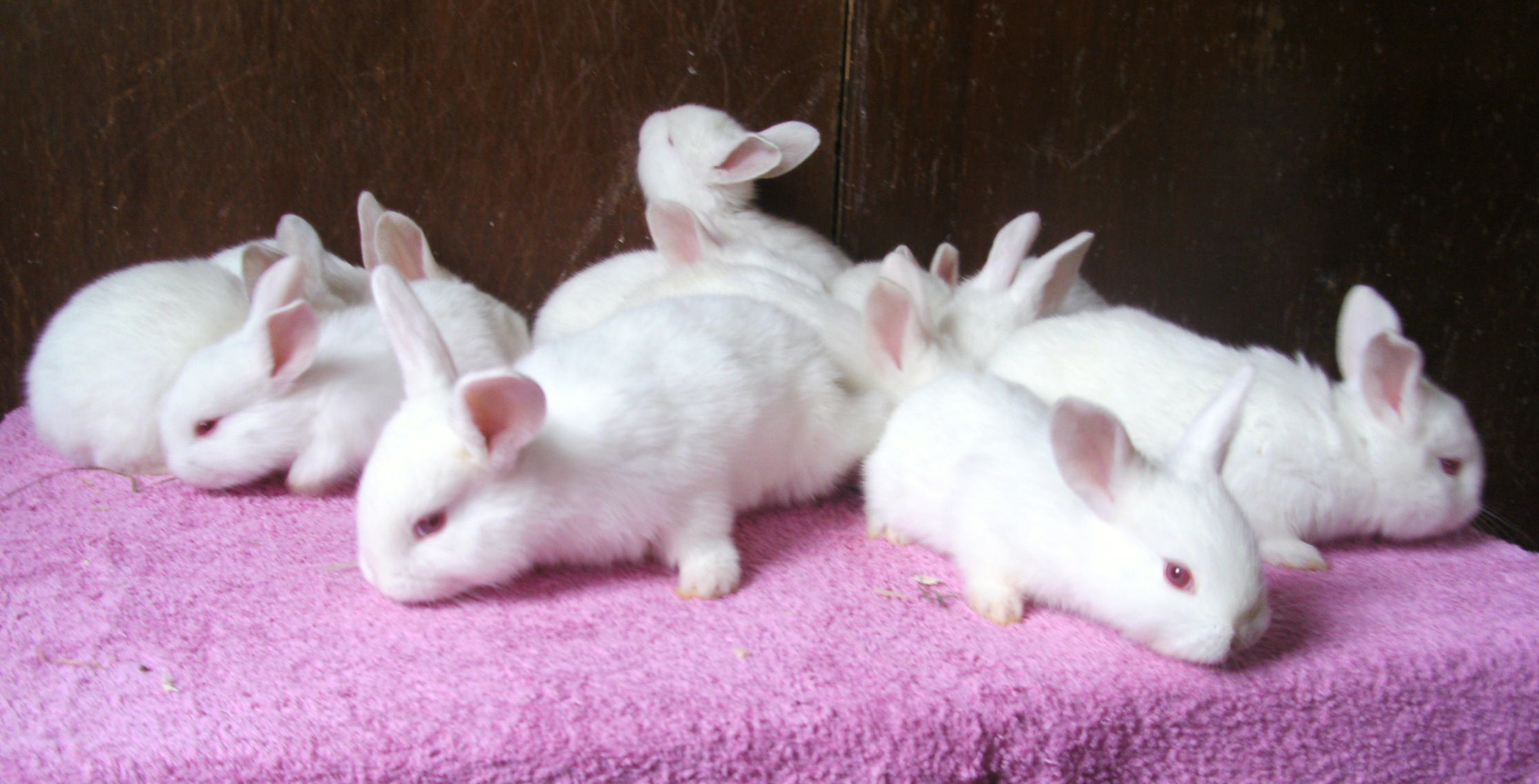 New Zealand and California White Rabbits