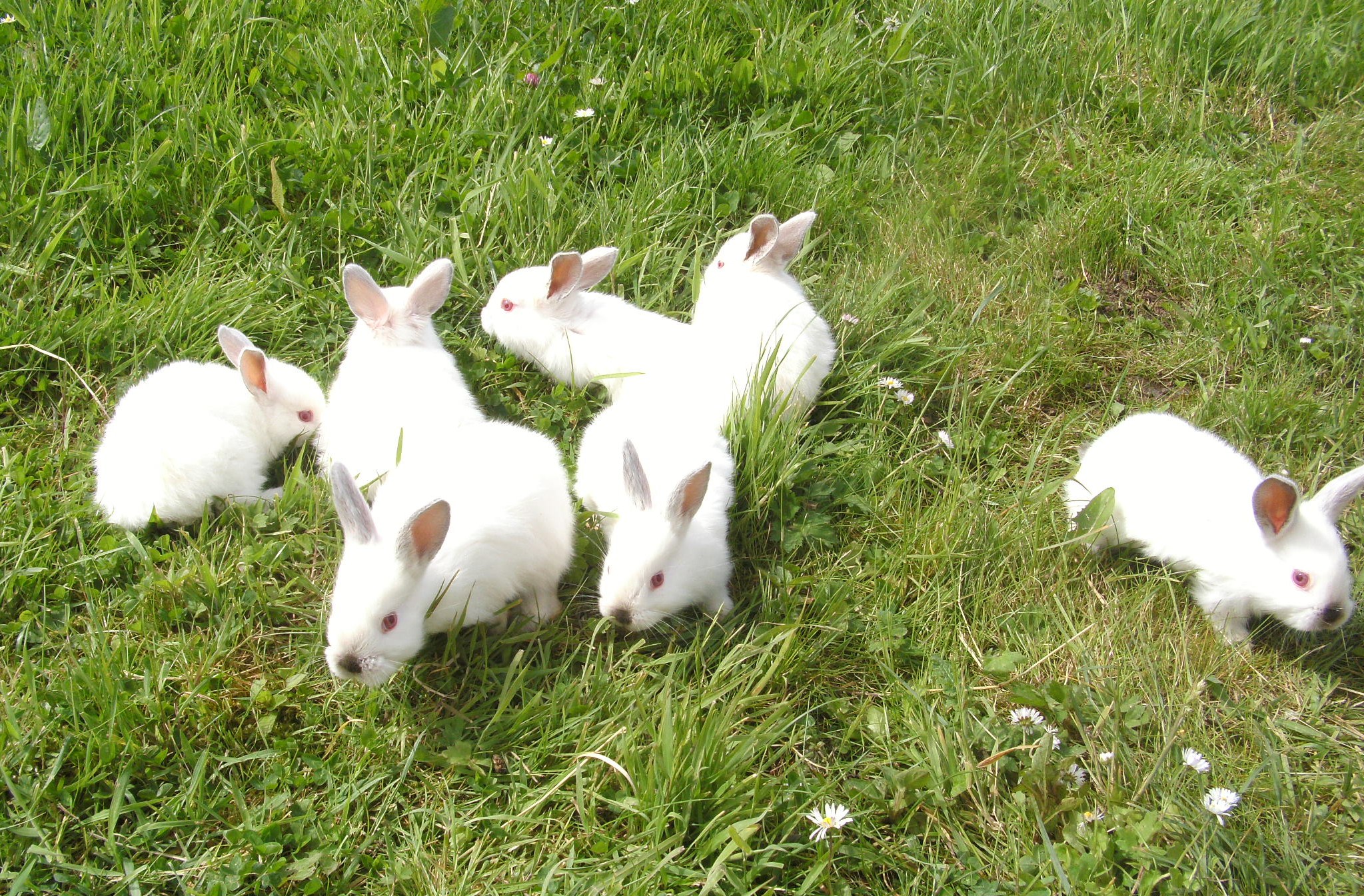 New Zealand and California White Rabbits