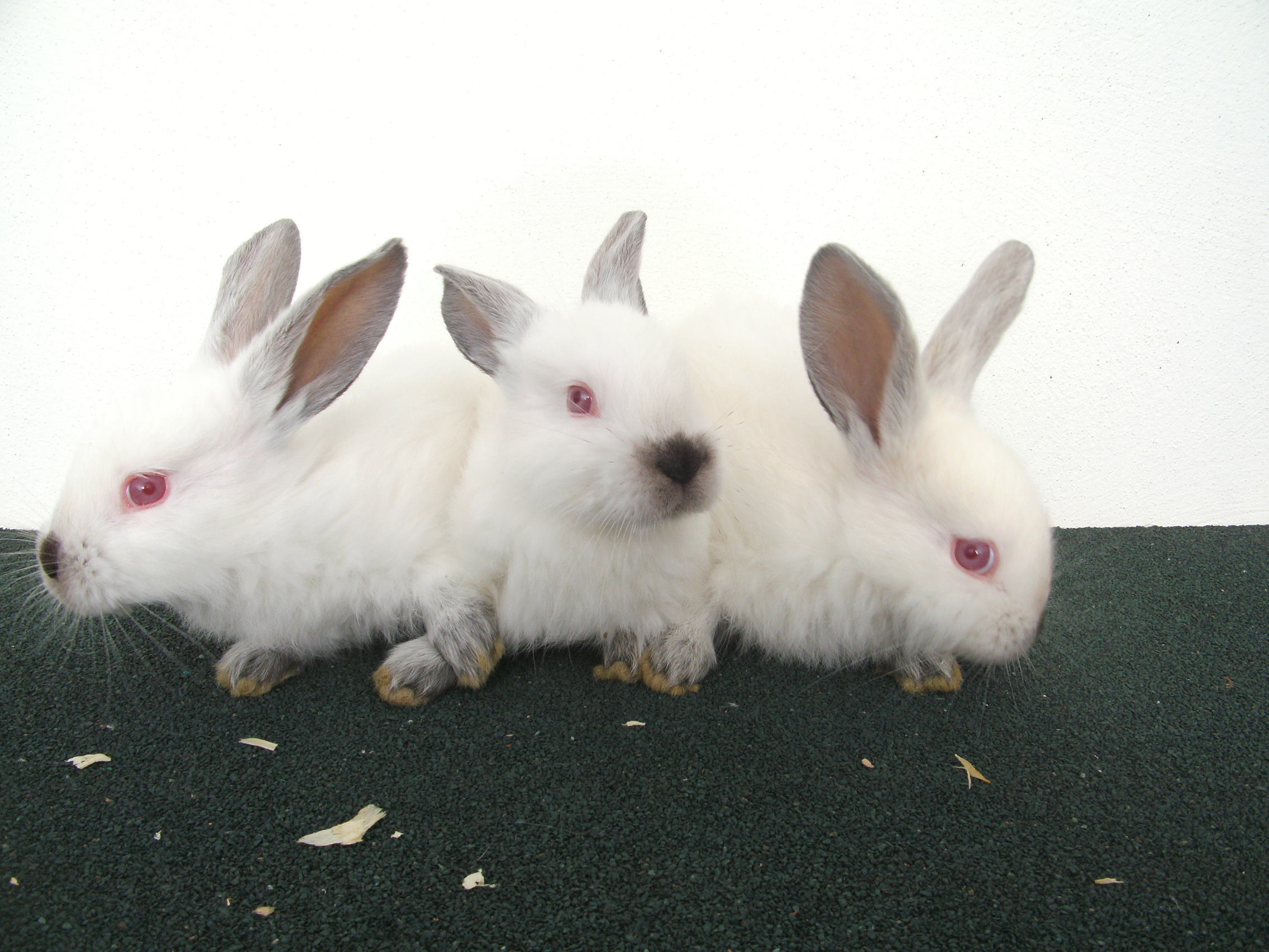 New Zealand and California White Rabbits