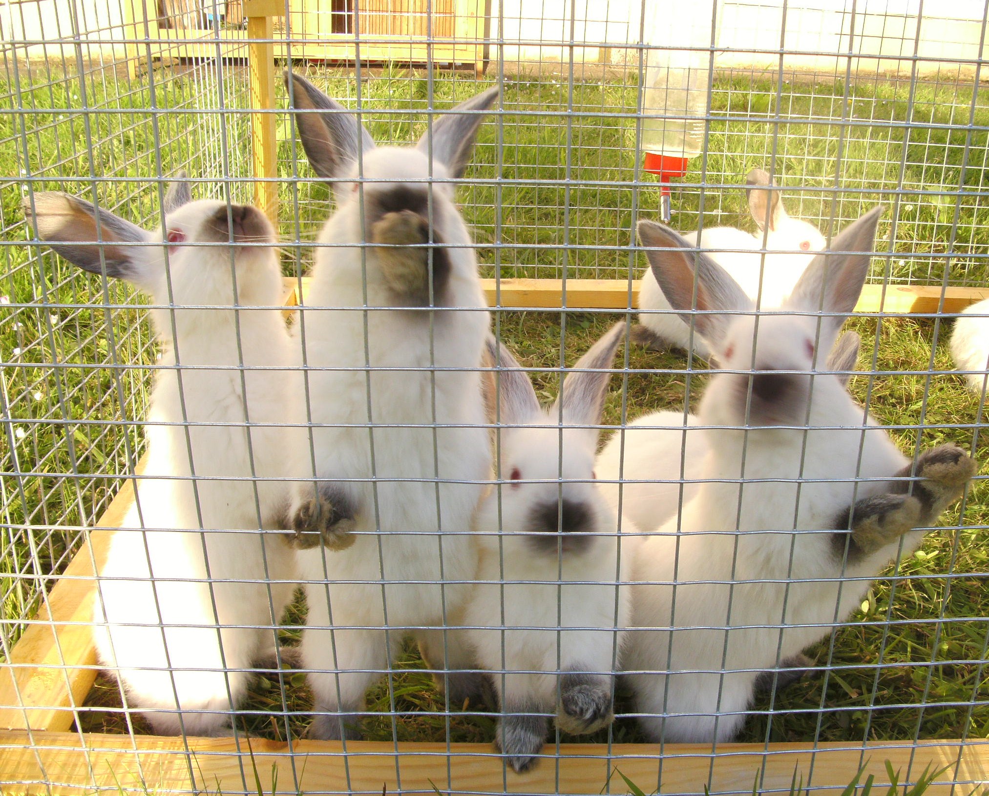 New Zealand and California White Rabbits