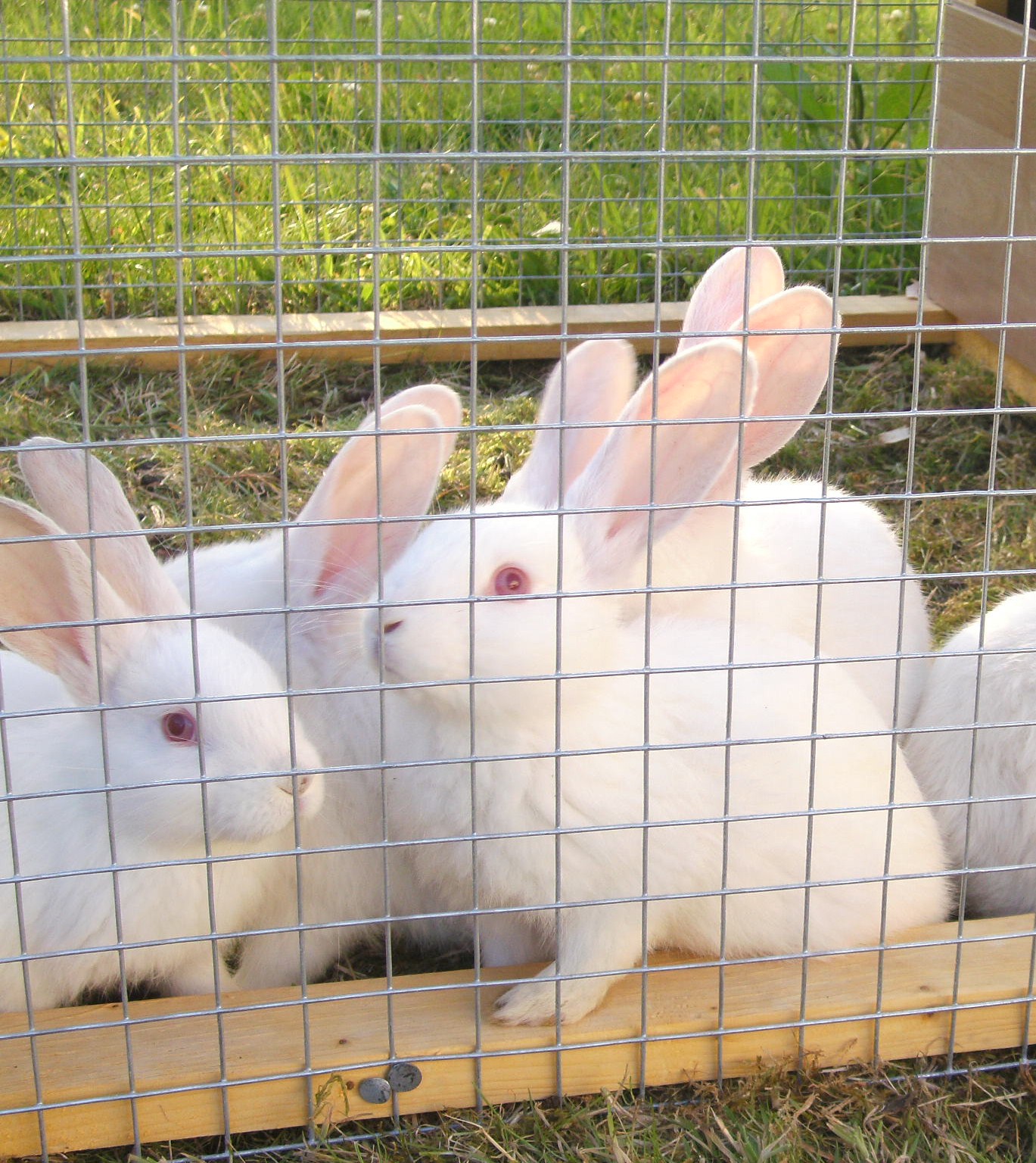 New Zealand and California White Rabbits
