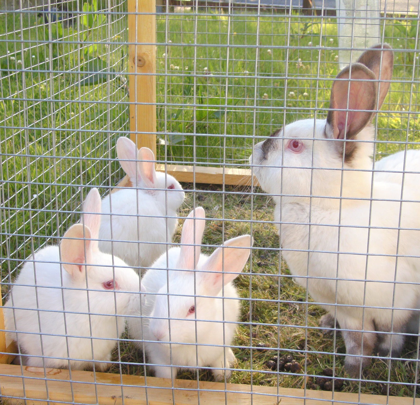 New Zealand and California White Rabbits