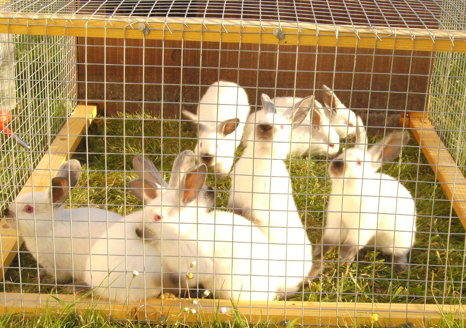 New Zealand and California White Rabbits