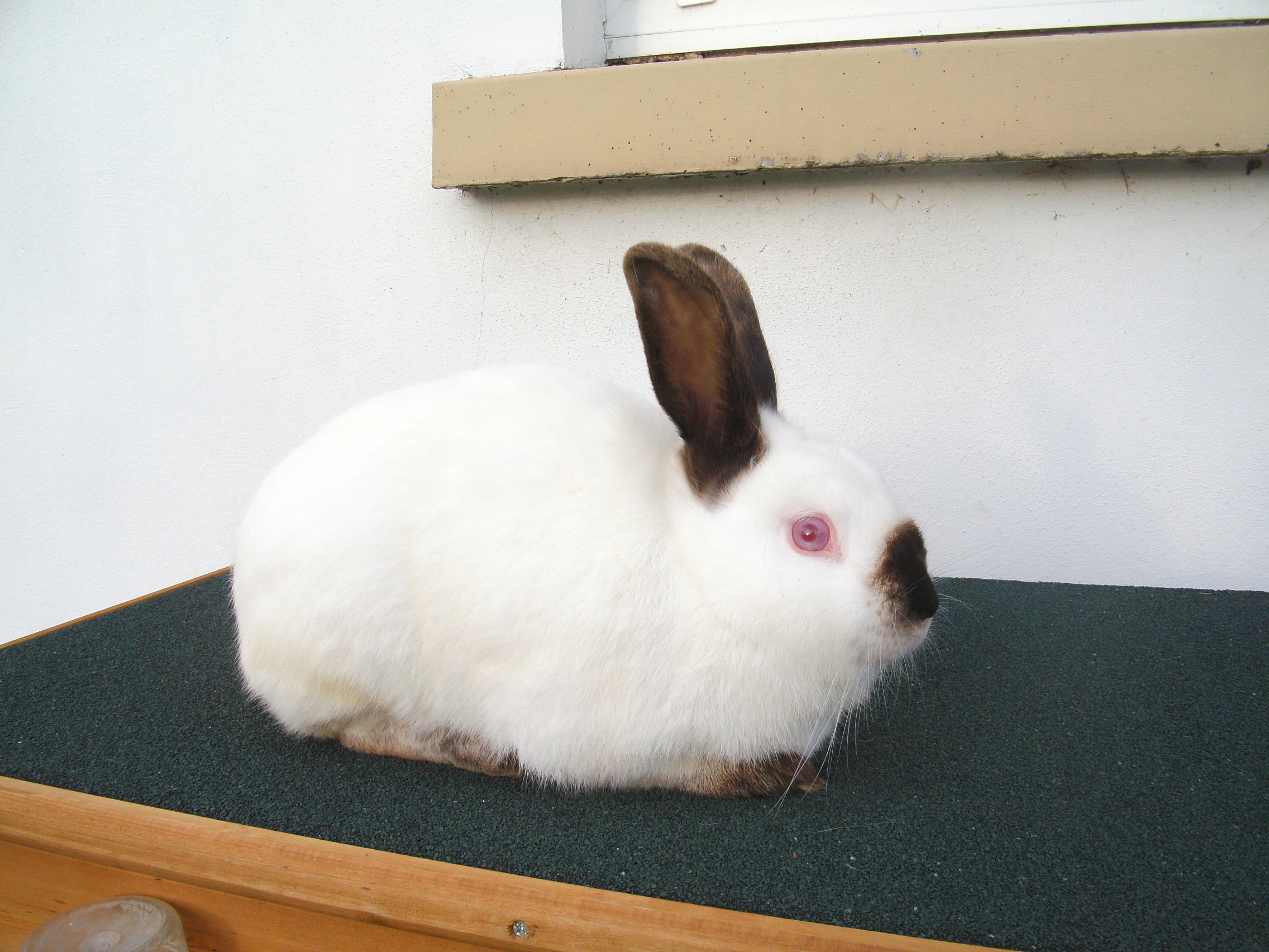 New Zealand and California White Rabbits