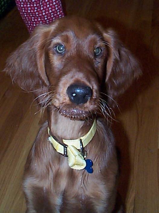 Irish Setter rescue stories