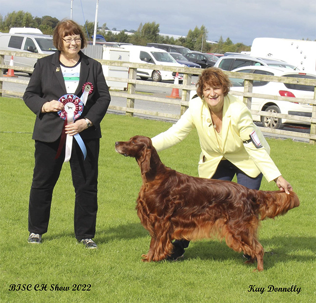 Irish Setters UK & Ireland site