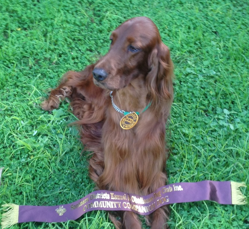 NEW COMMUNITY COMPANION DOG Title Irish Setters Australia