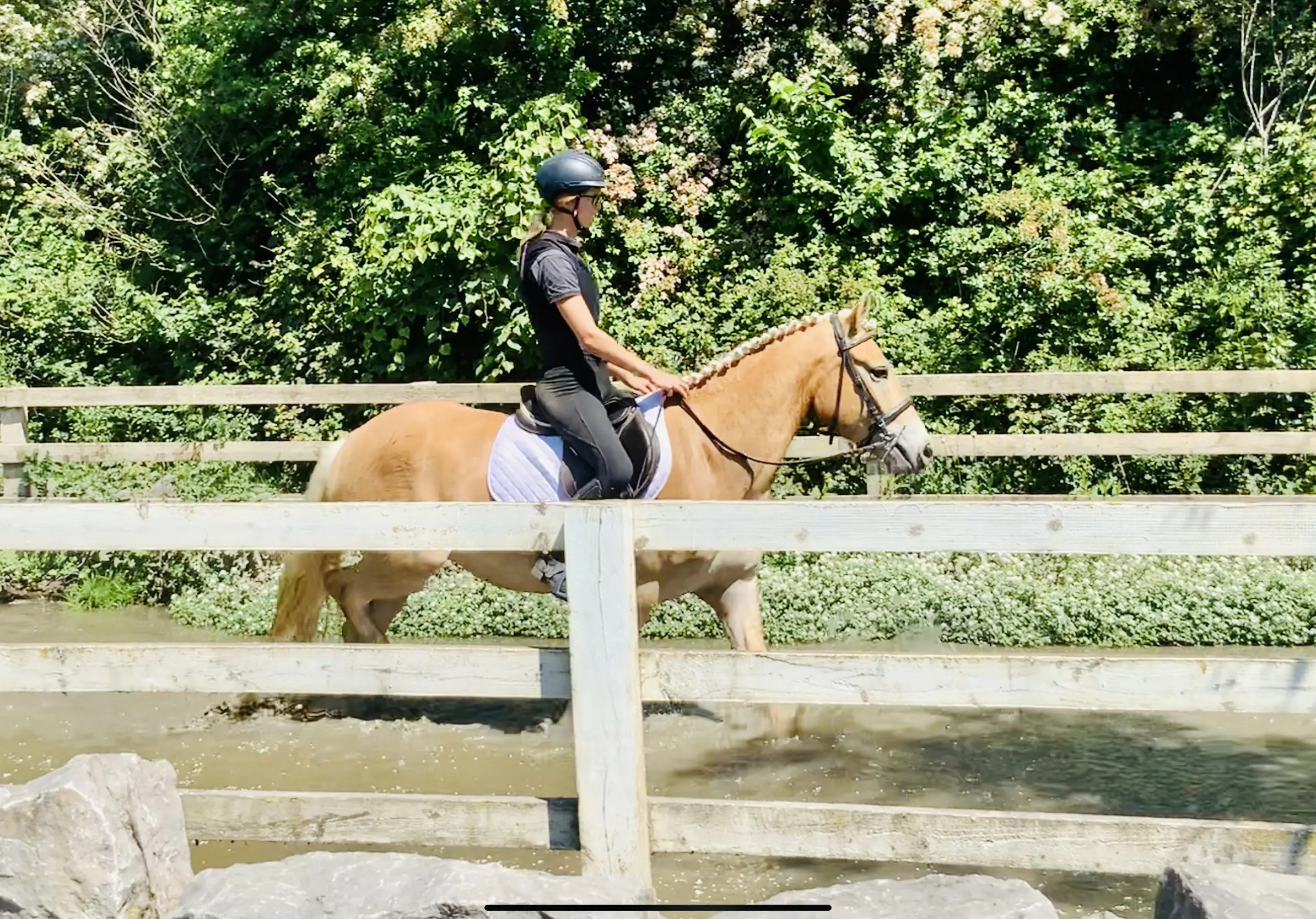 Alfie ideal novice/ riding school horse! Irish Sport Equine