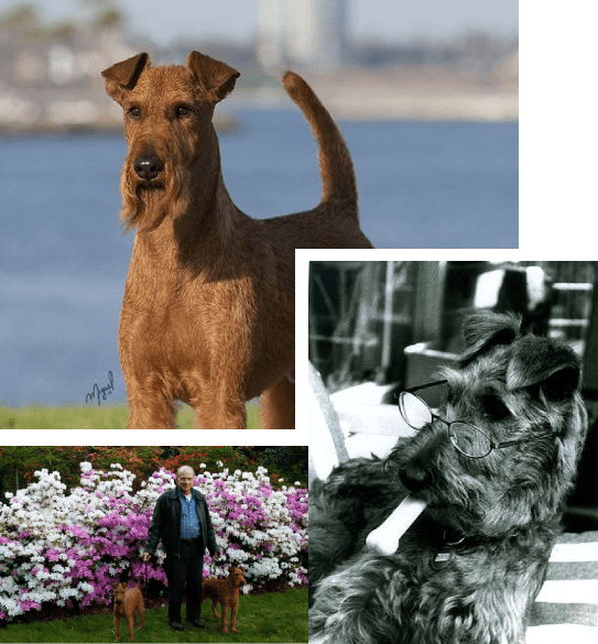 About Us Kincora Irish Terriers, LLC