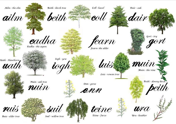 Our native Irish trees, a symbol of Irelands natural beauty.