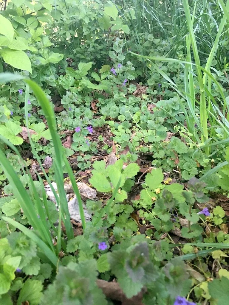Gundermann, Gundelrebe (Glechoma hederacea) Xenophora