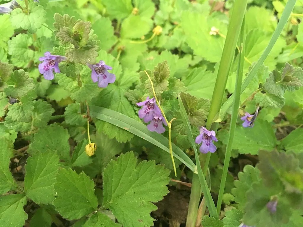 Gundermann, Gundelrebe (Glechoma hederacea) Xenophora