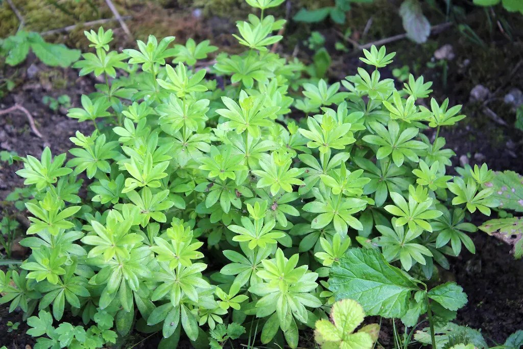Waldmeister (Galium odoratum) Xenophora