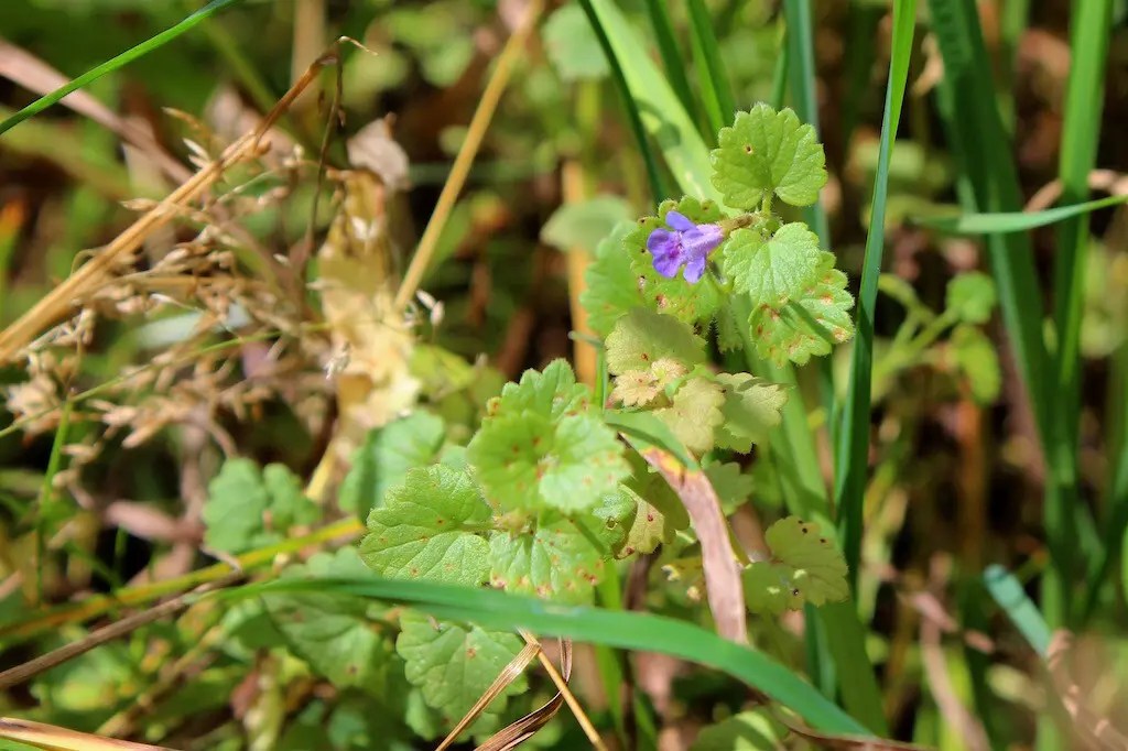 Gundermann, Gundelrebe (Glechoma hederacea) Xenophora