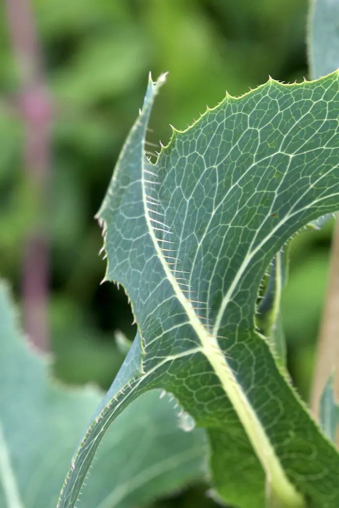 GiftLattich, Wilder Lattich, Stinksalat (Lactuca virosa) Xenophora