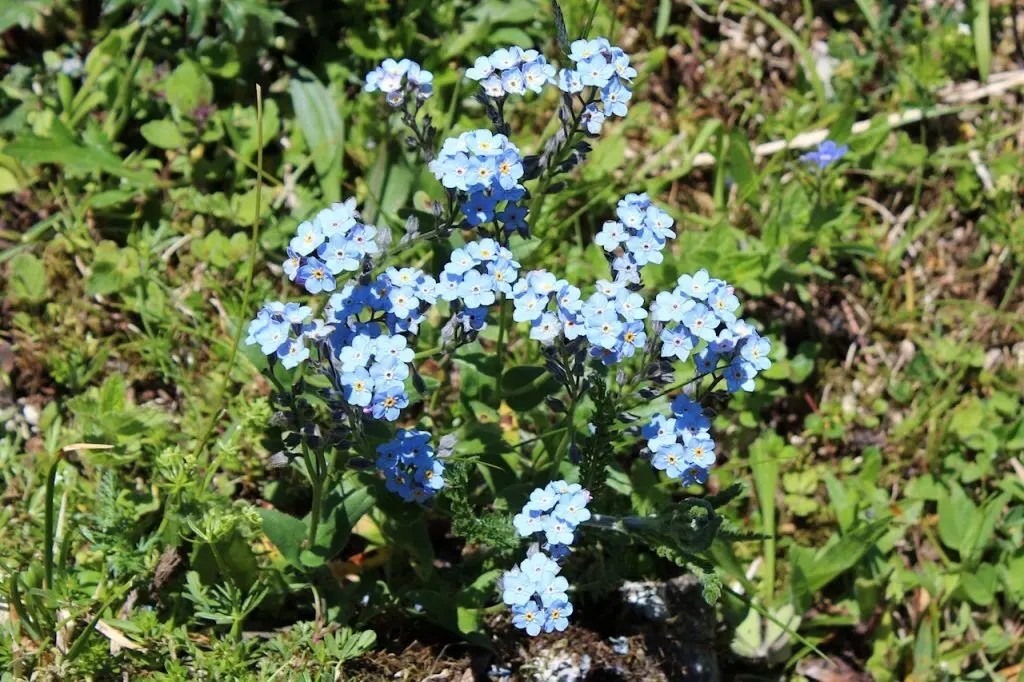 Farbwechselnde Blüten Xenophora