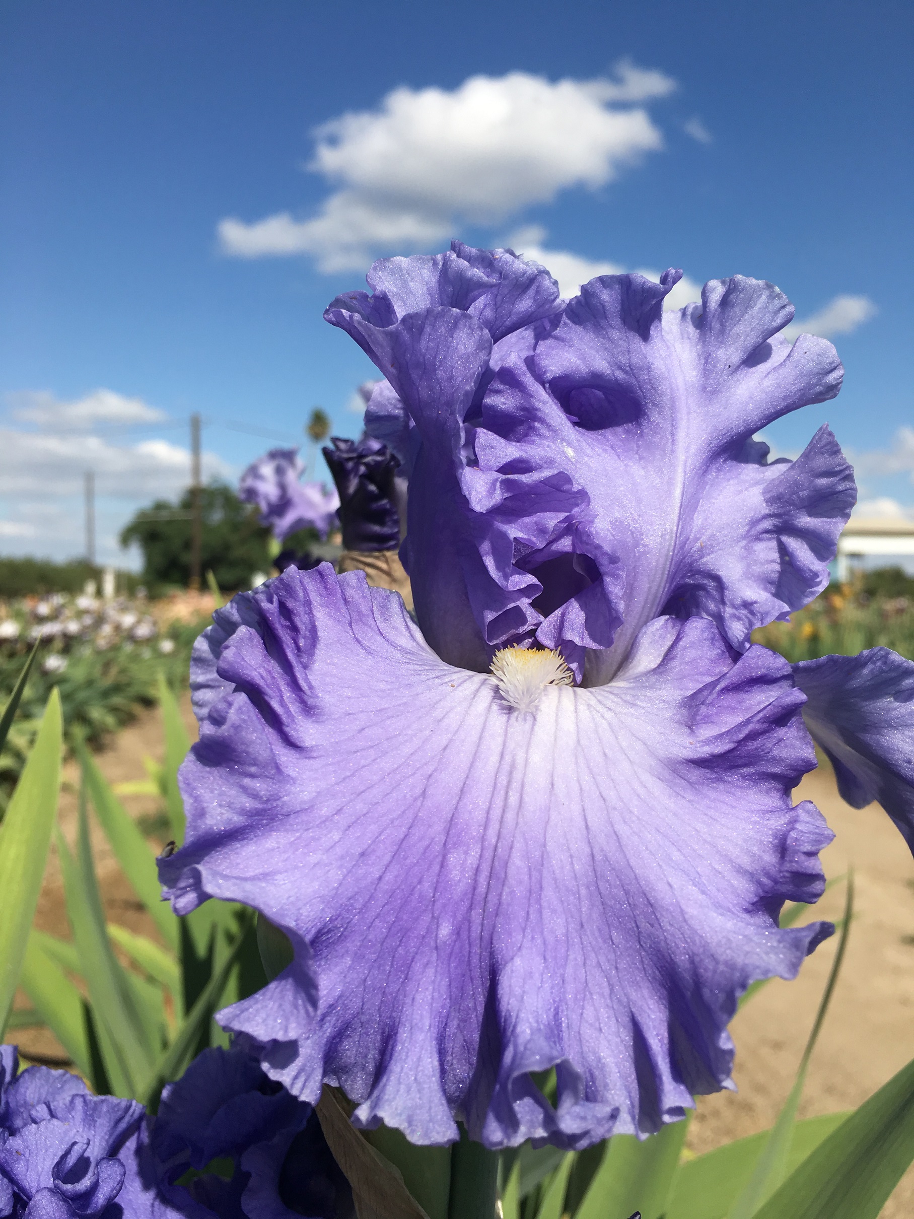 Baltic Sea Iris Oasis Iris Garden