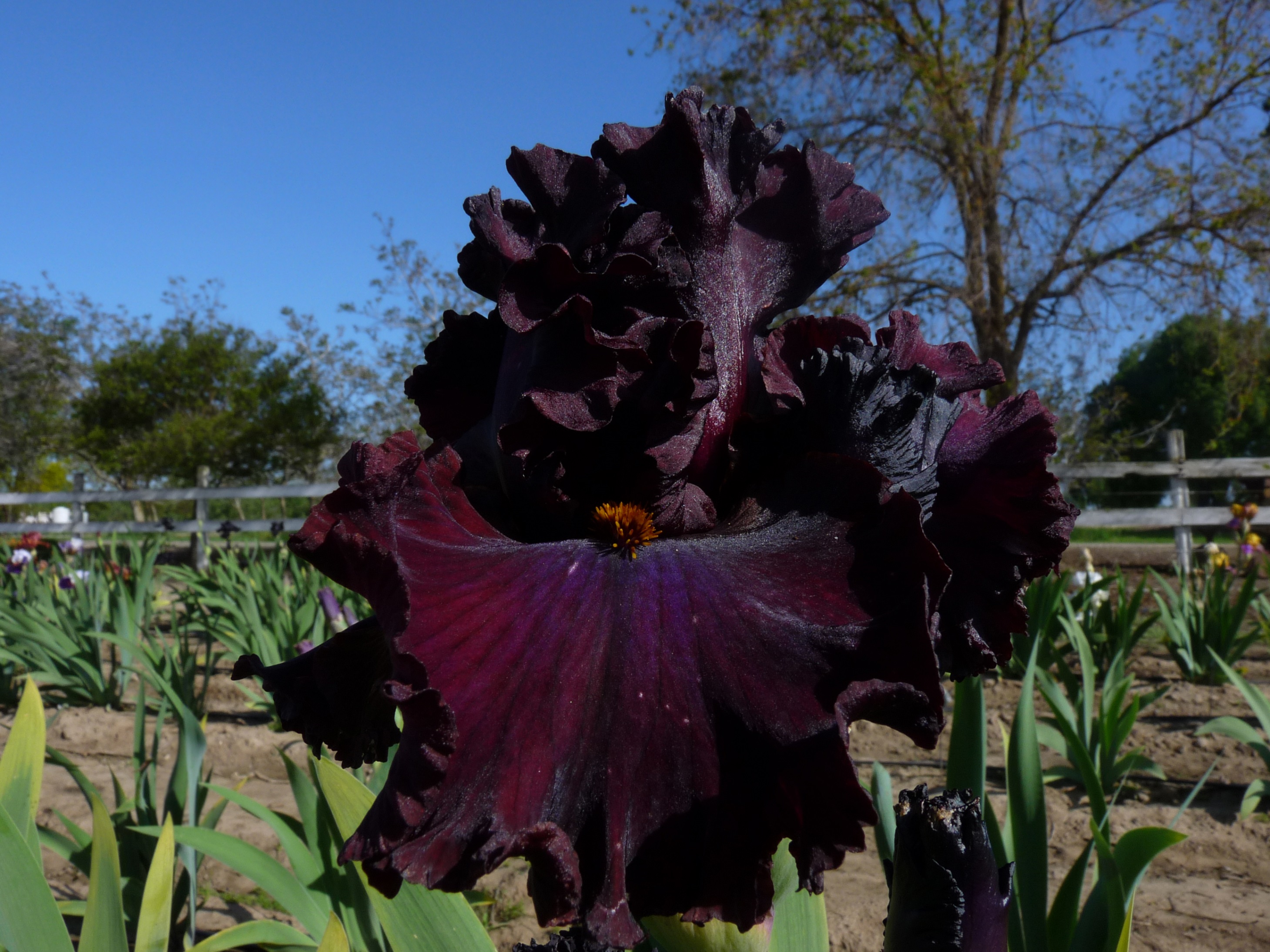 Red Skies Iris Oasis Iris Garden