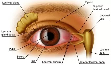 Pain In Corner Of The Eye Can Be A Symptom Of Dangerous Diseases | Iristech