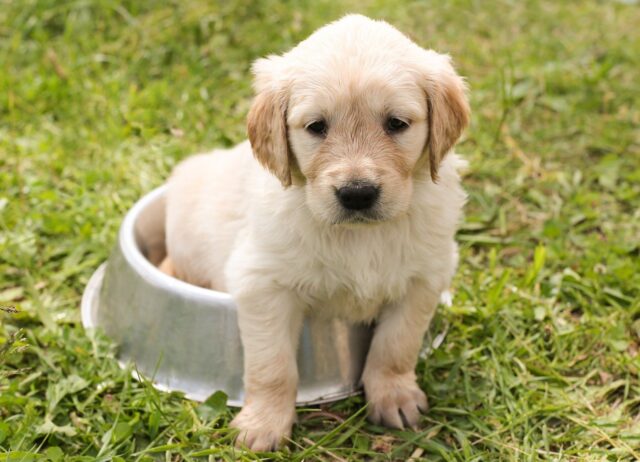 必見 子犬のおやつかいつからok お世話の仕方編 いろはにほへどっとこむ