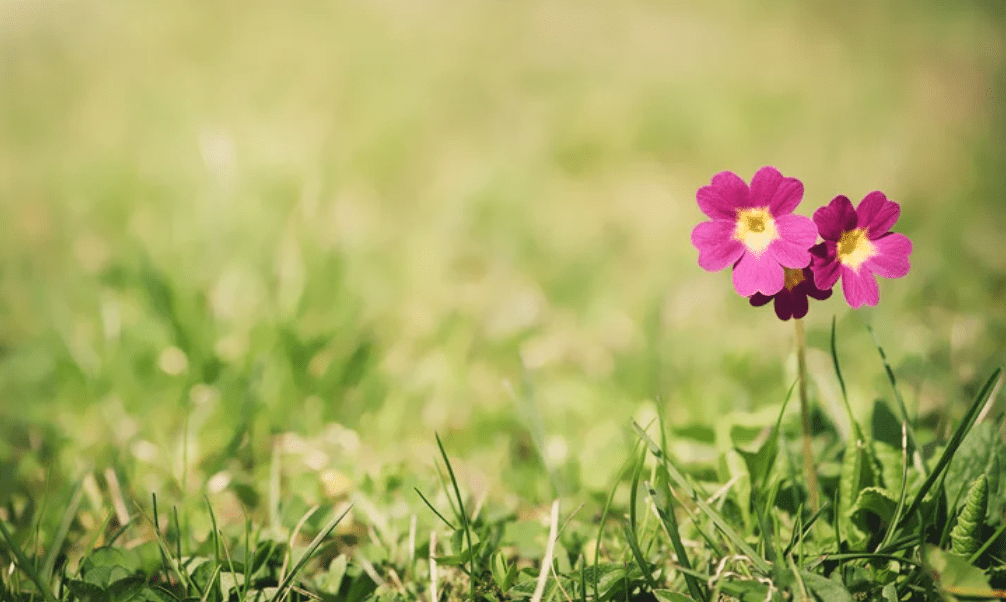 Northwoods Yard & Garden Column Extension Iron County