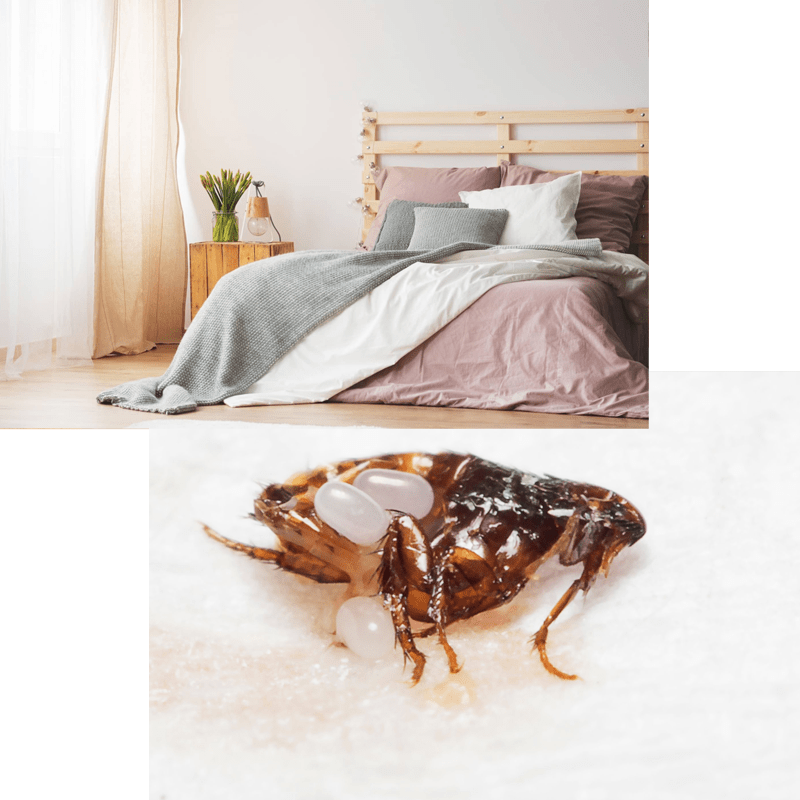 Bed Bugs Pest Control in Singapore Ironman Pest Control