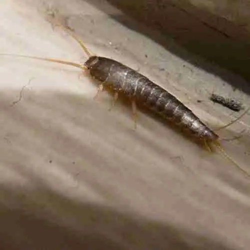 Silverfish Iron Mantis Pest Control