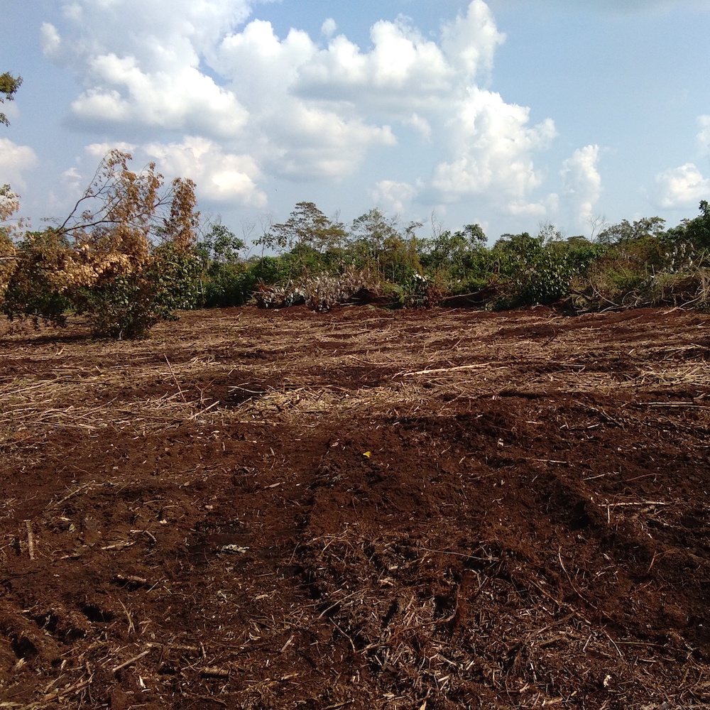 Food Plot Installation and Maintenance Services for Isanti County
