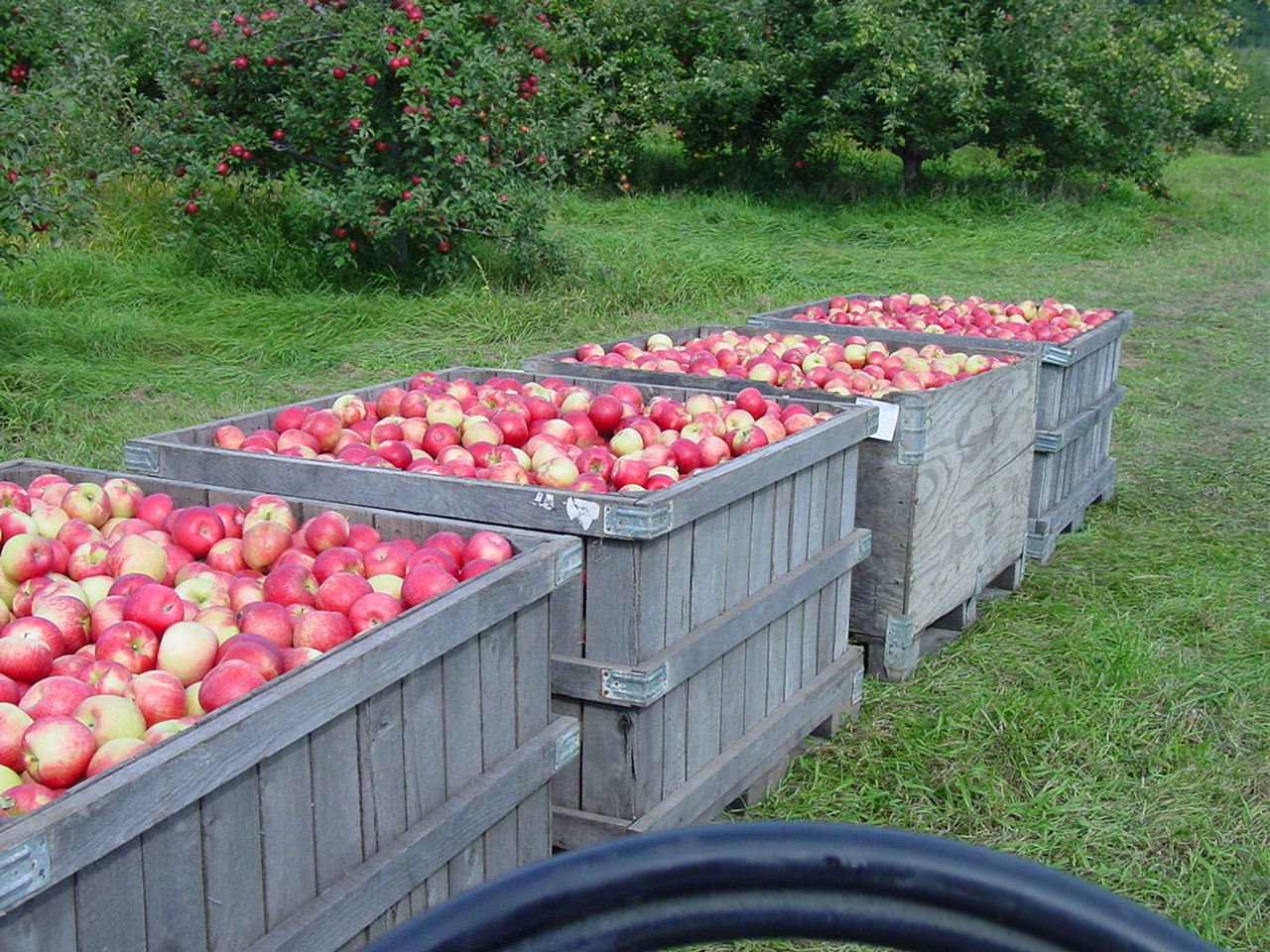 Minnesota Apple Growers Association