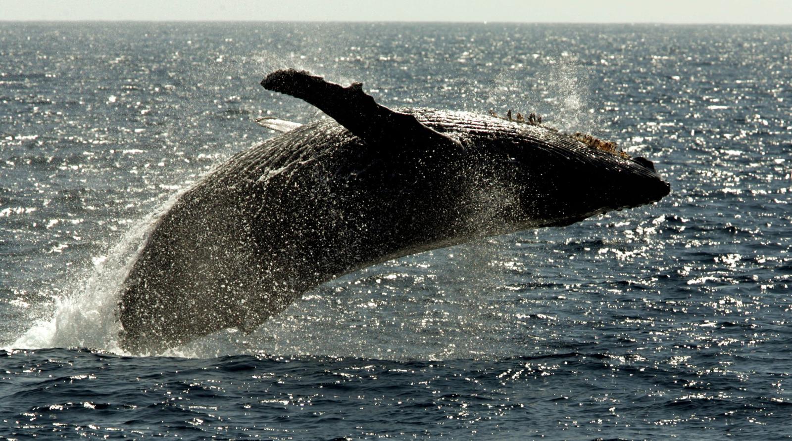 Why Do Humpback Whales Breach?