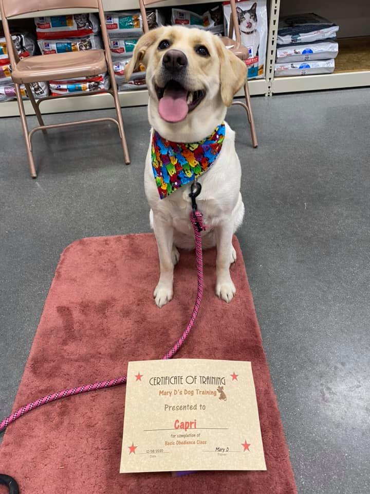 AKC Dog Trainer Sussex County, DE Mary D's Dog Training