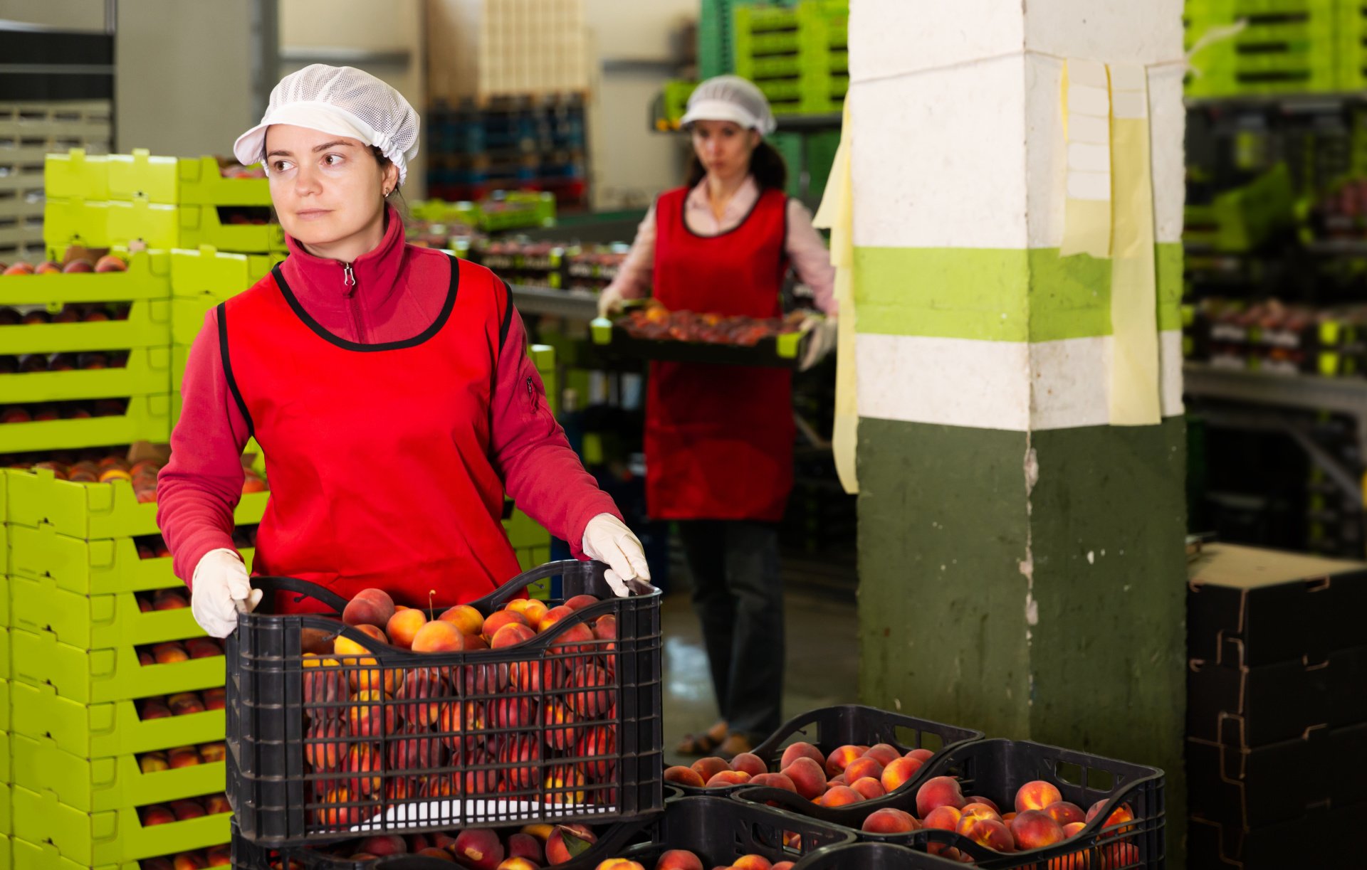 Harvest trail employment service expanded to meet labour shortfall