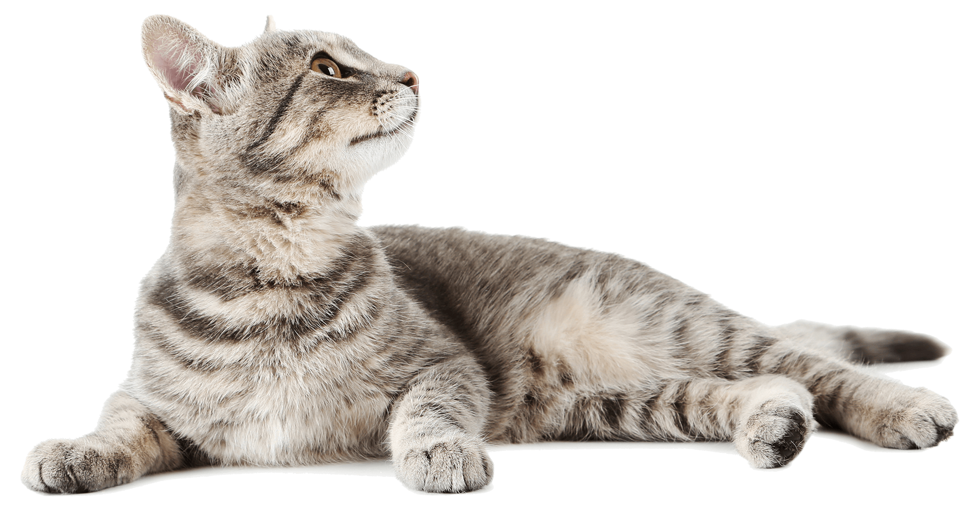 Jasper Pet Clinic Veterinarian Jasper, IN