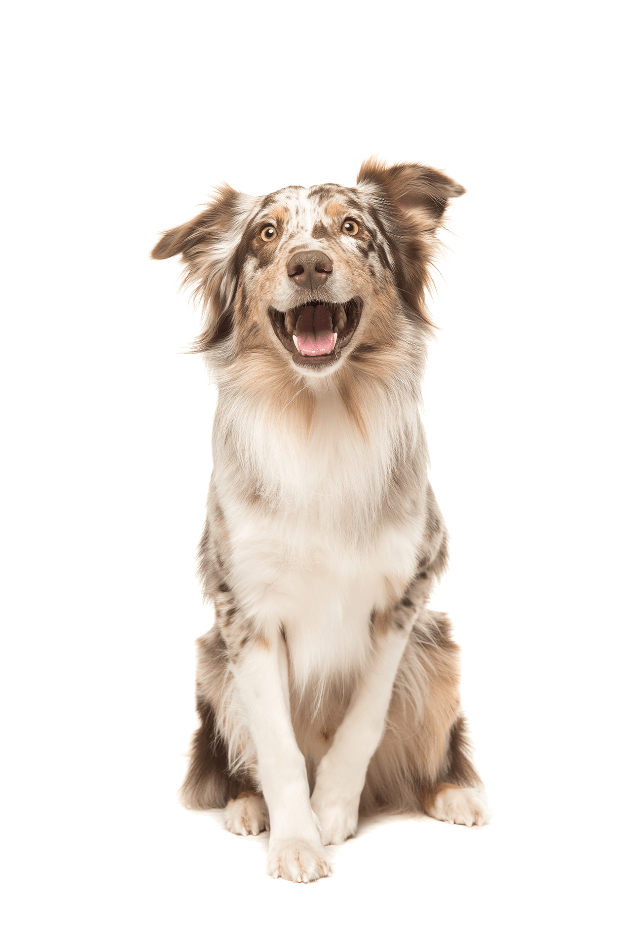 Jasper Pet Clinic Veterinarian Jasper, IN