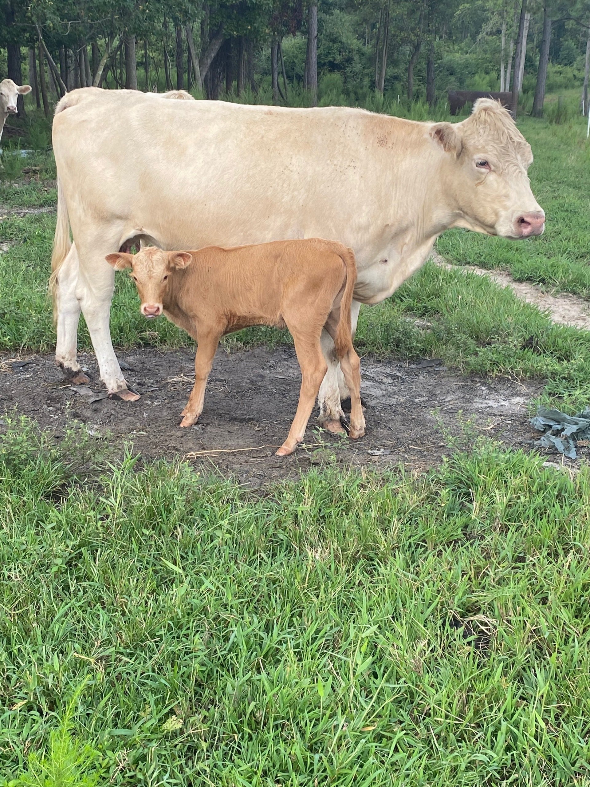 Cattle Prices Pitt County & North Carolina Cattle for Sale
