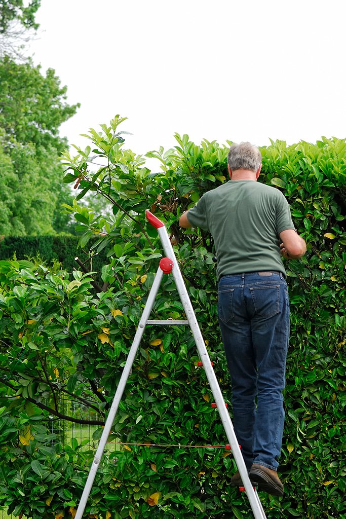 Hedge Trimming Tree Service Jason Higgins Tree Services