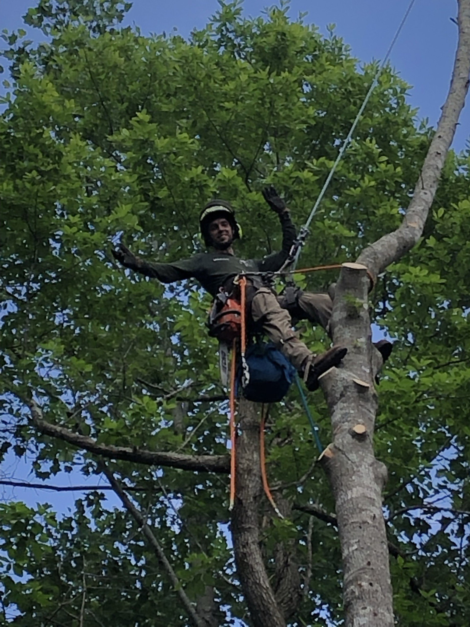 Tree Removal & Pruning in Box Springs GA My Tree Guy