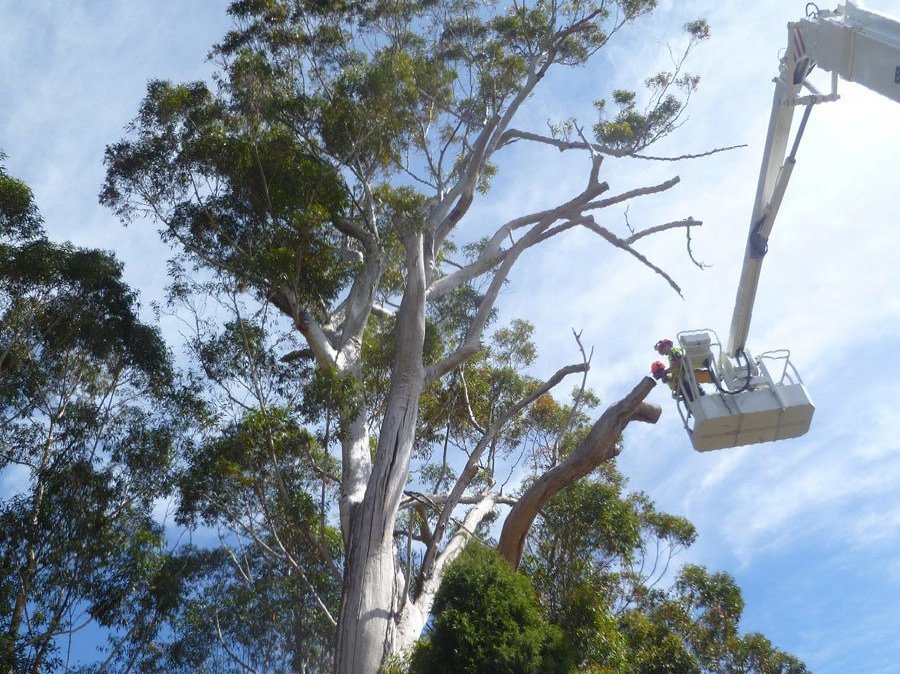 Budget Tree Services