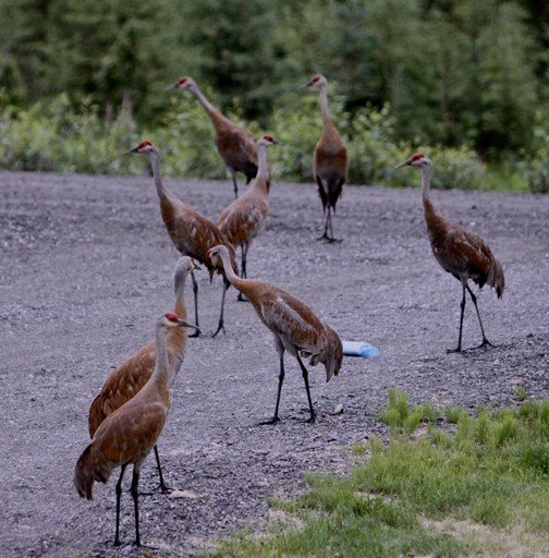 Careers Kenai, AK Peninsula Community Health Services of Alaska
