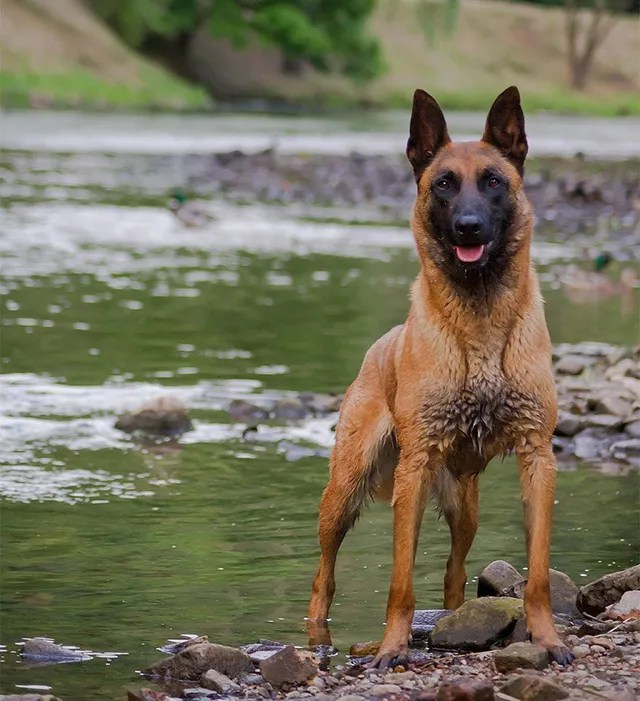 Protection Trained German Shepherd Malinois for Sale Full Contact K9