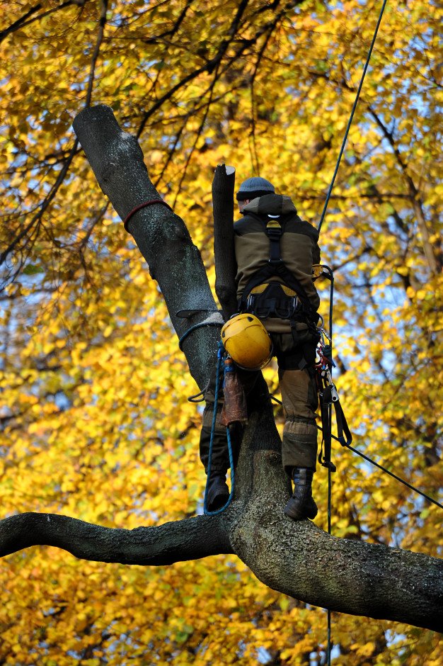 Tree Risk Management Arborcraft Tree Services